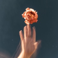 Rose Petals - Single - Jonau