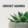 Cricket Sounds