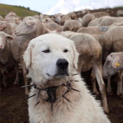 Trapping Again (feat. YREEK) - Single