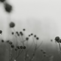 Juniper Green (feat. Haquin) - Single - Lewis Harris