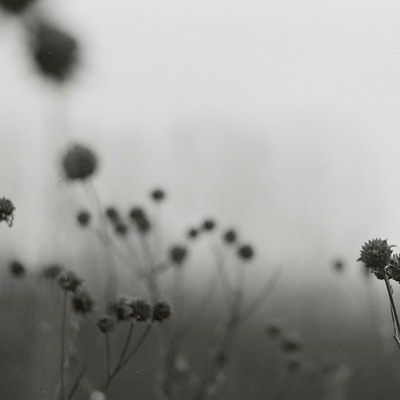 Juniper Green (feat. Haquin) - Single