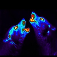 JUDY FIT / BITCH MOB - Single - Thyeosthyco