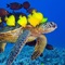 Turtle - DominaPetra lyrics