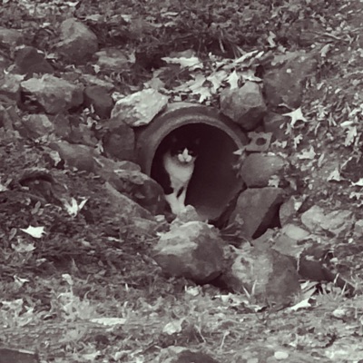 (Intended for Binary 2) Tunnel - Single