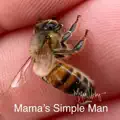 Mama's Simple Man