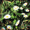 Like Flowers - Single