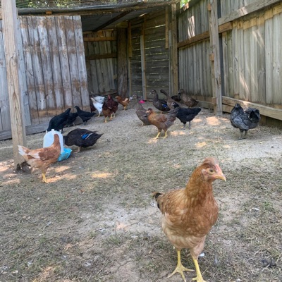 Chicken - Single