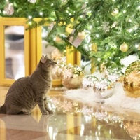 She Said - Single - hvvean