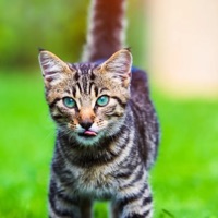 Mbogi balaa (feat. Hamms Jay) - Single - PERPEX LITHO