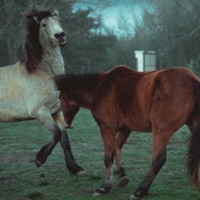 Lover - Single - Enui