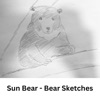 Sun Bear