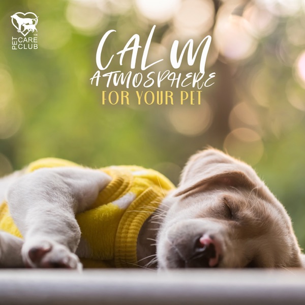 Calm Atmosphere for Your Pet