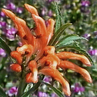 Hard To Say I'm Over You (feat. Sagee & Jay Sawyer) - Single