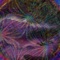 Dementia - Weed Don't Care lyrics