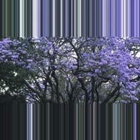 Spring Siesta - Single - Fernanda Ulibarri, Amalinalli Pichardo & David Ralicke