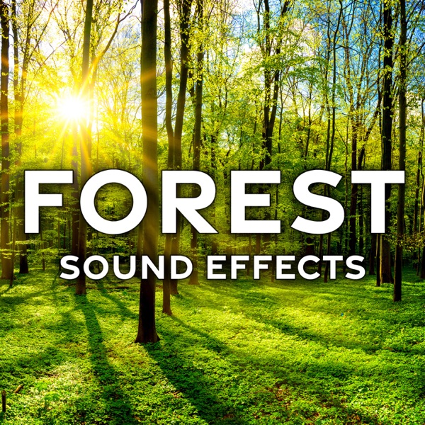 Forest Ambience: Monkey Island, Night with Birds Calls, Chirps, Light Breezes, and Insects