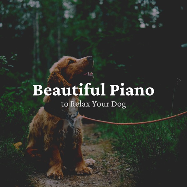 Beautiful Piano to Relax Your Dog