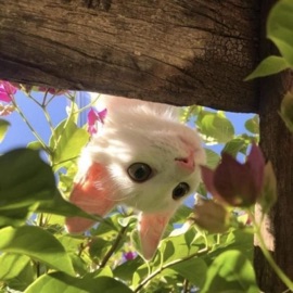 Prophet framtid, nami & Dom!