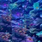 Aquaproof (feat. Scizzie) - luvjoey lyrics