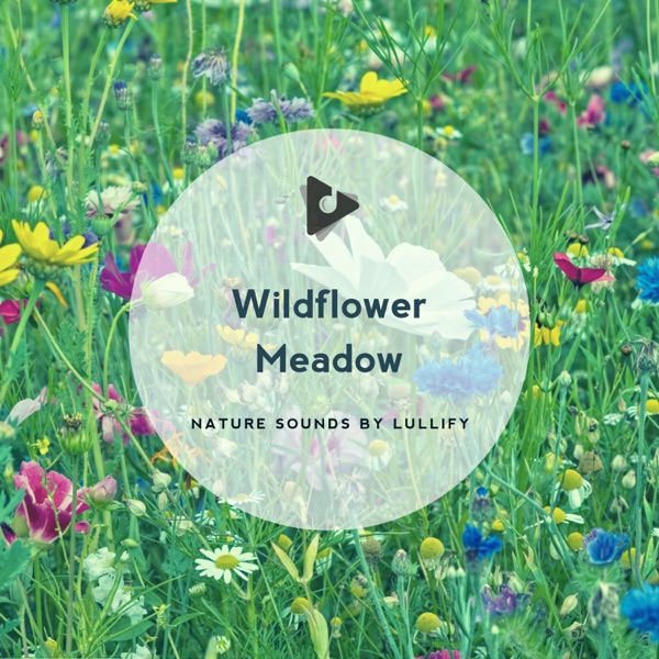 Wildflower Meadow