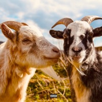 GOAT (feat. $HONNA) - Single - Dre Booker