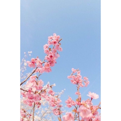 Haru no Sakura - Single