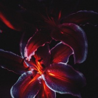 Lily - Single - drmycat & Hazue