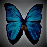 Kelebeğim - Single - Alperen