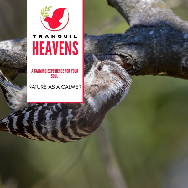 A Calming Experience For Your Soul - Nature as a Calmer