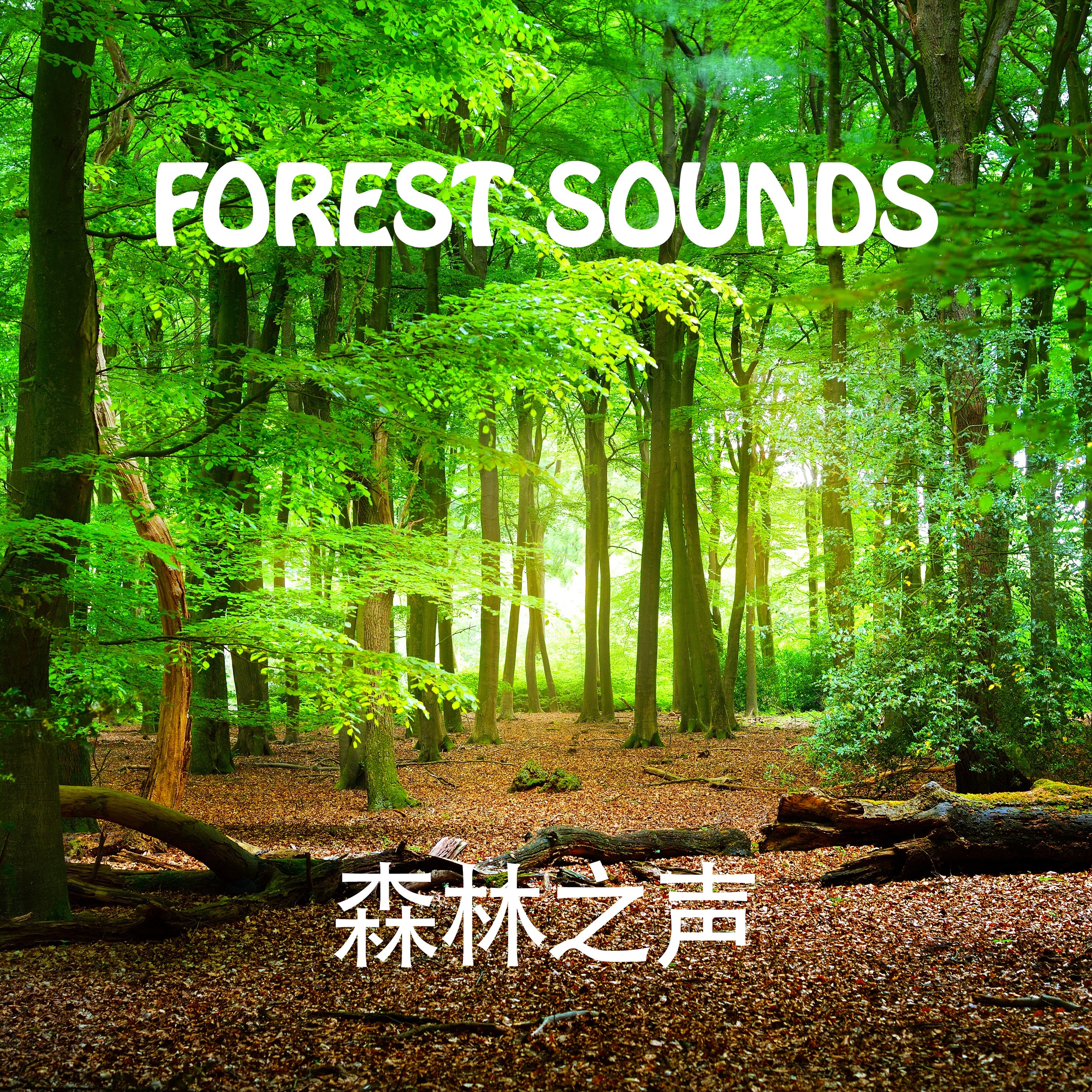 Forest Sounds - EP