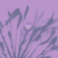 Lily of the Nile - Single - terrence bicycle