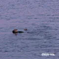 SOZINN
DÉJÀ-VU