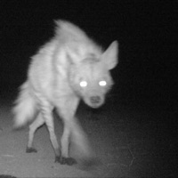 WALKTOTHESTORE (feat. DELIRIUM & 51TRENCHES) - Single - LOVE,TOMMY