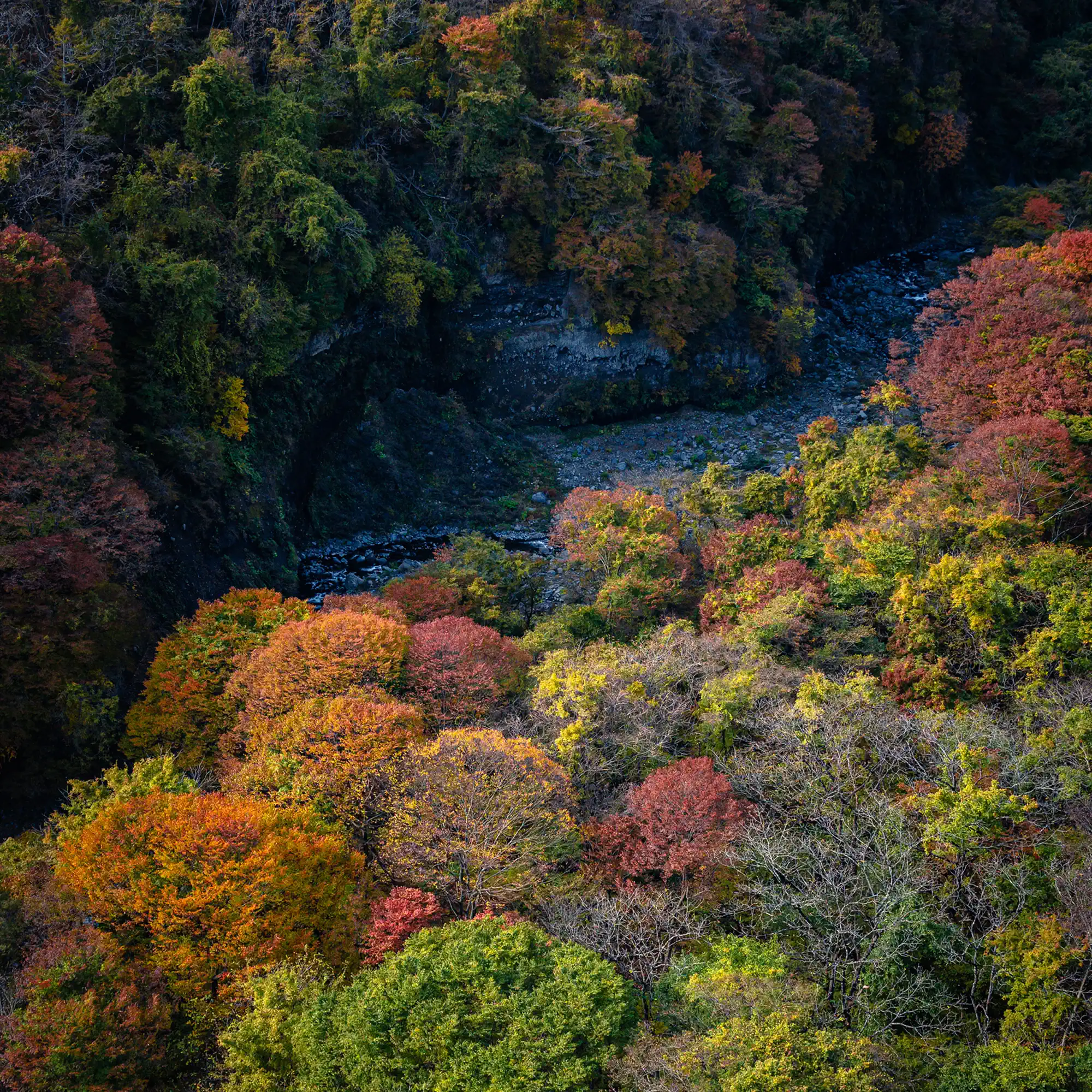 Momiji - Single - album by Kazuki Sugawara