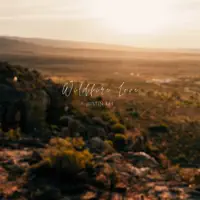 Wildfire Love — Justin Lee