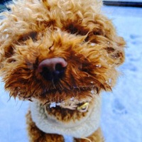 Prettiest Girl At the Party (feat. Oh Well) - Single - thrml