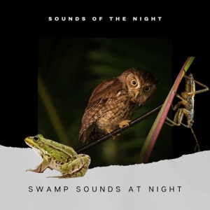 Swamp Sounds at Night - Frogs, Crickets, Light Rain, Forest Nature Sounds and Wild Jungle