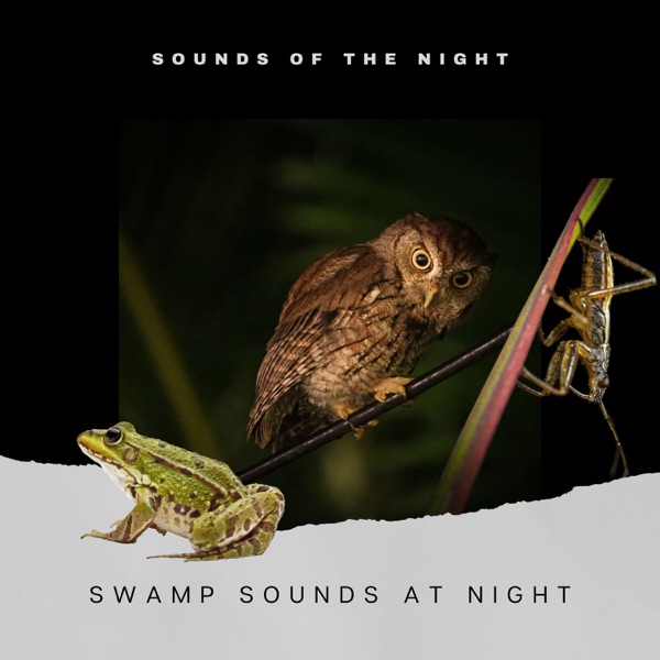 Swamp Sounds at Night - Frogs, Crickets, Light Rain, Forest Nature Sounds and Wild Jungle
