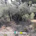 The olive tree