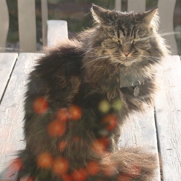 Cats Can...Dance! - Single
