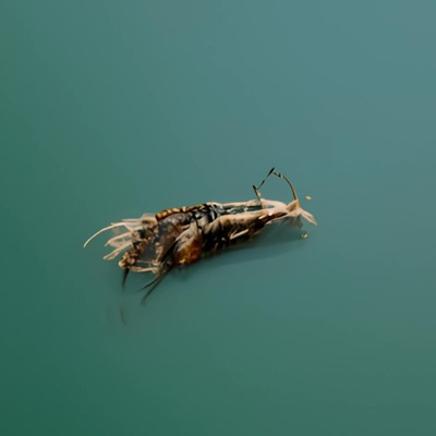 ¡Hay una Polilla en el Camarote! - Single