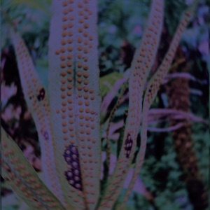 Penicillin - Single
