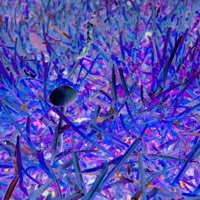 Pcyl - Single - Con Jarson