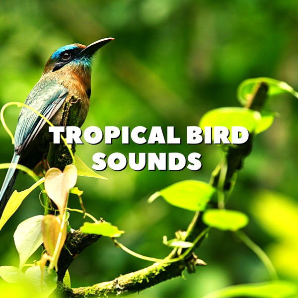 Tropical Bird Sounds - EP