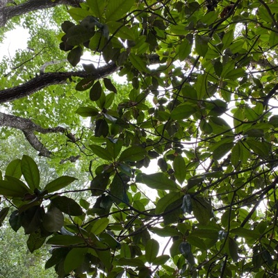 Couple Cats - Single