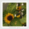 sunflower girl - Single