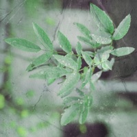 Please, See Me - Single - illi mel