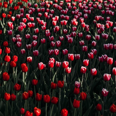 run (feat. Como Sasaki) - Single