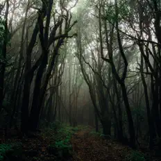 Poslechněte si interpreta Backwoods Trouble, sledujte hudební videa, přečtěte si životopis, podívejte se na data turné a další informace.