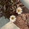 Cloves - ichiro_ lyrics